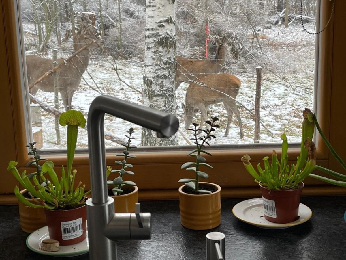 Chalet Deer Trail 塔查斯卡-鲁穆尼卡 外观 照片